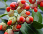 Berries of Euonymus  japonica